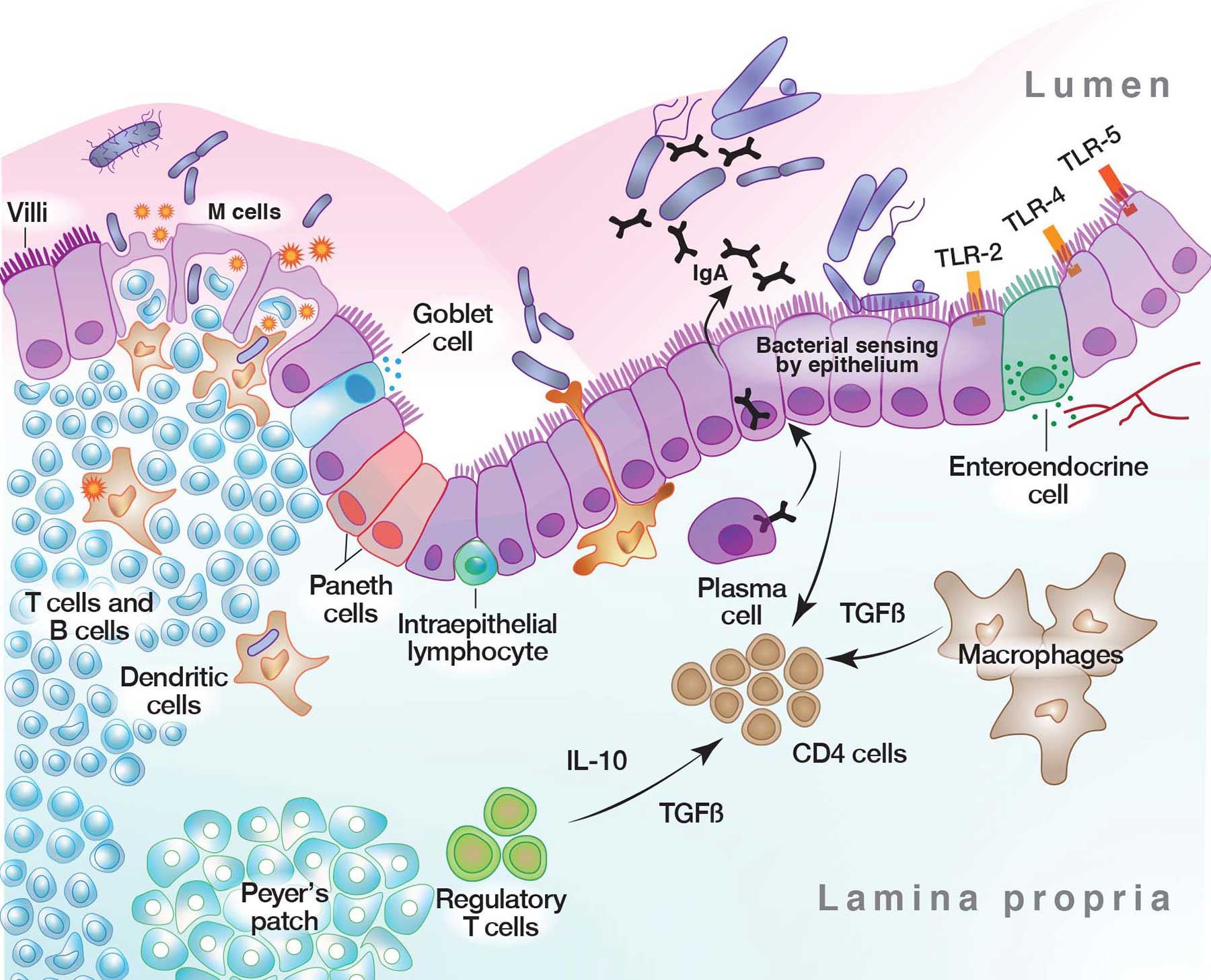 Foundations in G.E.M.MGut Ecology and Metabolic Modulation (G.E.M.M.) - Cell-Logic